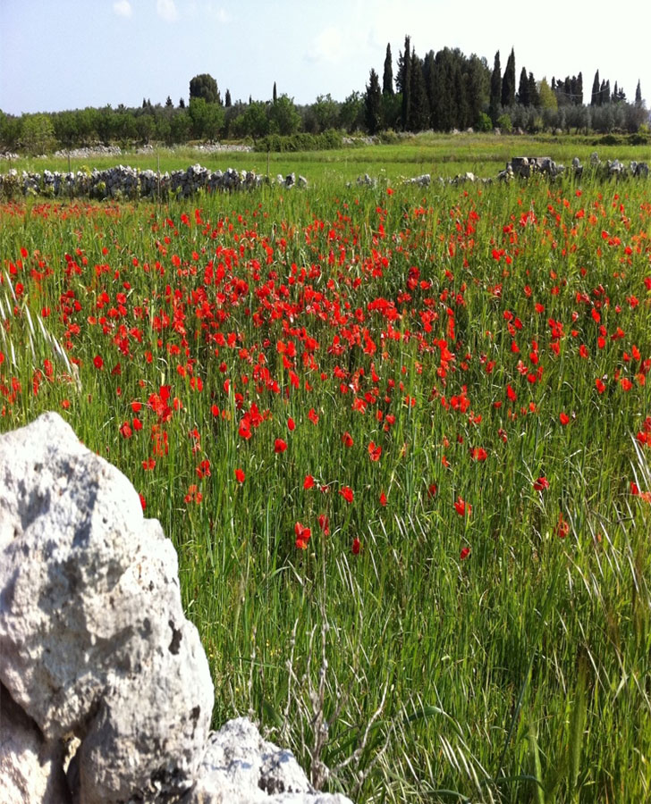 Casananda Retreats